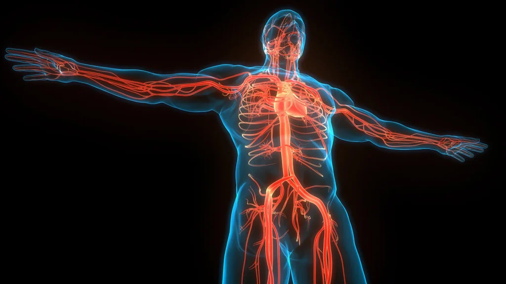 imagem ilustrativa do sistema cardiovascular em 3d